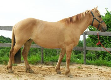 Cheval alezan clair hot sale