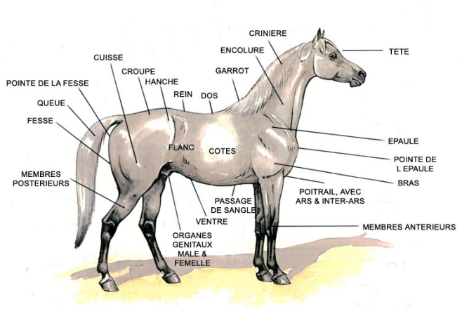 Image - Les parties principales du corps du cheval - Galop 3 - Equi-Blog -  Skyrock.com